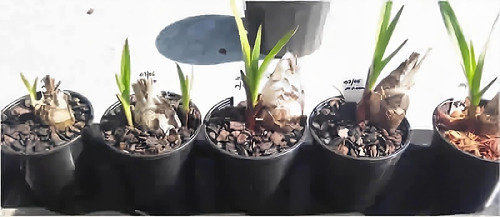 Orquidea Cymbidium Pontac Planta Joven