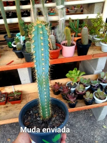 Cacto Azul (pilosocereus Pachycladus )