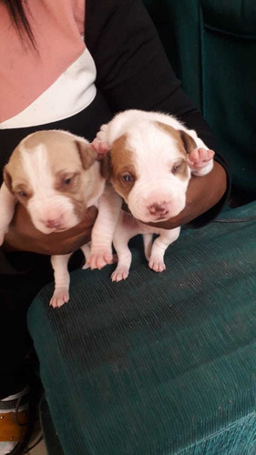 Imagem 1 de 5 de Vendo Filhotes De Pit Bull Monster