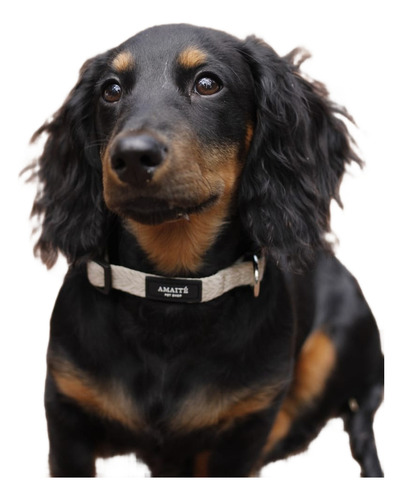 Collar Perro