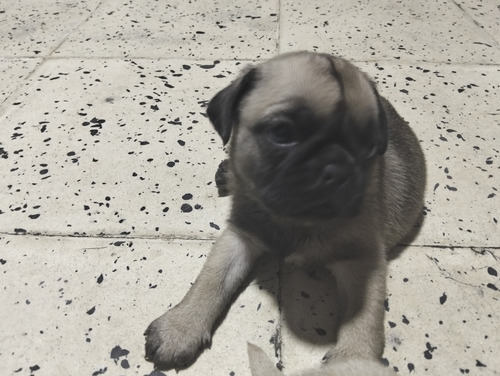 Vendo Perros Pug