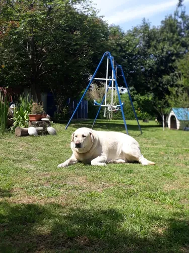 Adiestramiento Canino Y Pensionados