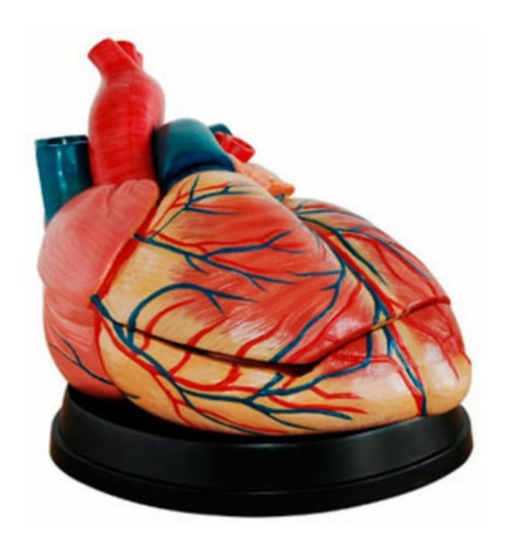 Modelo Anatomico Corazon Gigante Mexs-307