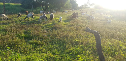 Imagem 15 de 30 de Chácara Em Parque Capivari, Duque De Caxias/rj De 110m² 2 Quartos À Venda Por R$ 250.000,00 - Ch520459-s