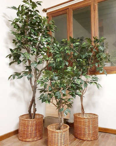 Arbol Ficus Semi Artificial