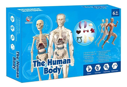 Modelo Corpo Humano Anatômico Esqueleto Orgãos Do Torço 1:6
