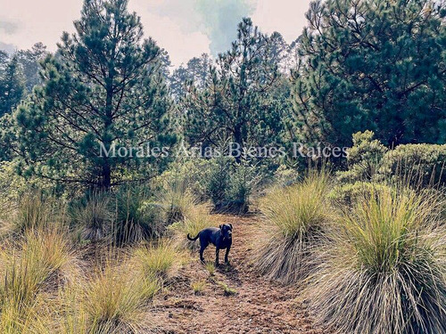 Invierte En Tranquilidad: Terreno Residencial Ecológico En El Ajusco