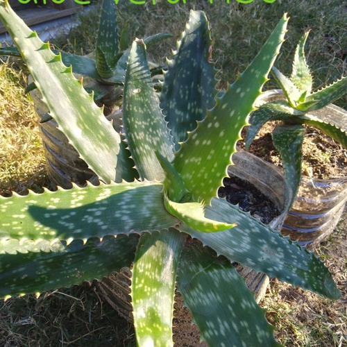 Imagen 1 de 2 de Aloe Vera Medicinal