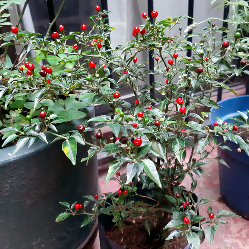 Semillas De Chile Chiltepín (30 Sem)