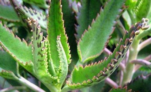 Kalanchoe Daigremontiana 