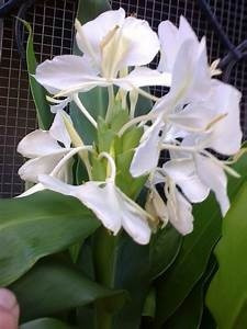 Caña De Ámbar Rizomas Hermosa Flor Blanca Muy Perfumada | MercadoLibre Caña De Ámbar Rizomas Hermosa Flor Blanca Muy Perfumada | MercadoLibre