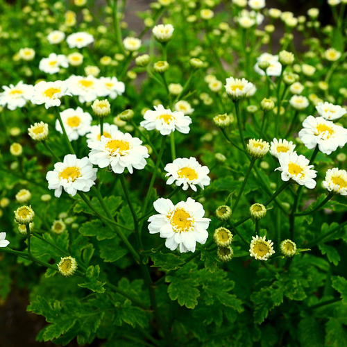 200 Semillas Altamisa (tanacetum Parthenium) Medicinal