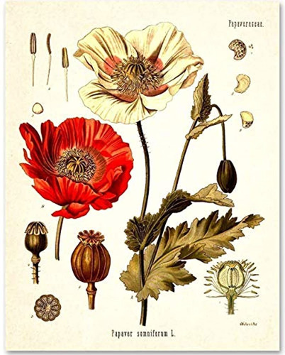 Planta De Adormidera Impresión De Arte Sin Marco De 11 X 14
