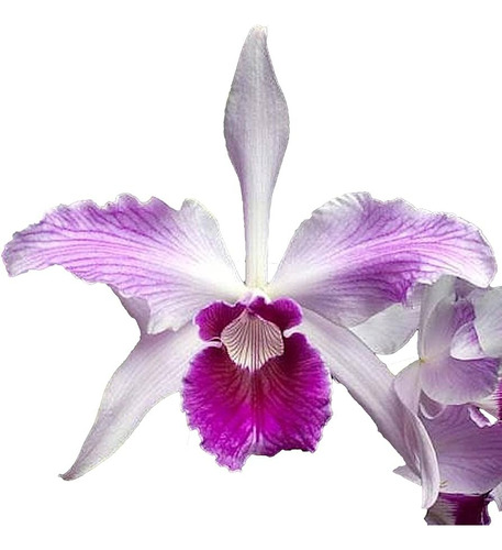 Orquideas Cattleya, Sin Flor, Plantas Grandes