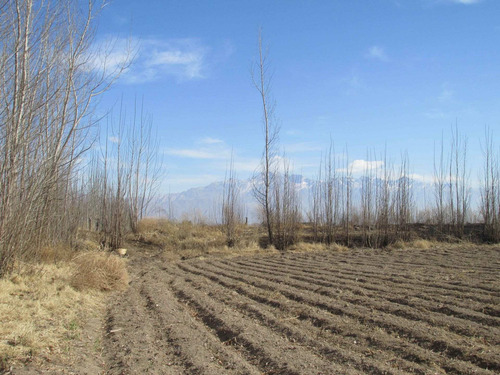 Imagen 6 de 8 de Finca En Venta - San Carlos - Valle De Uco