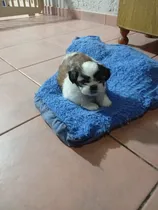 Comprar Shih Tzu Hembra En Venta Vacunada Y Desparasitada