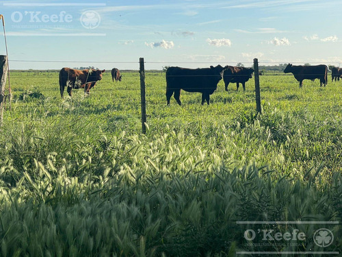 Campo Mixto En Venta De 230 Has A 1.30 Hs De Buenos Aires,  General Paz, Ranchos