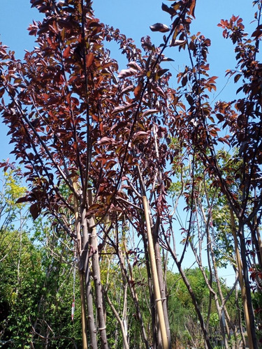 Imagen 1 de 9 de Prunus Pisardi , Arbol-e.gratis Caba Y Gba