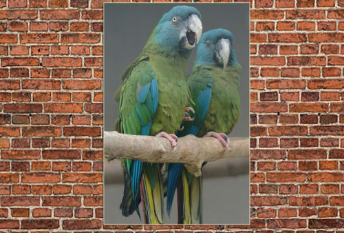 Cuadro 60x90cm Loro Guacamayo Colores Plumas Selva Ave M20