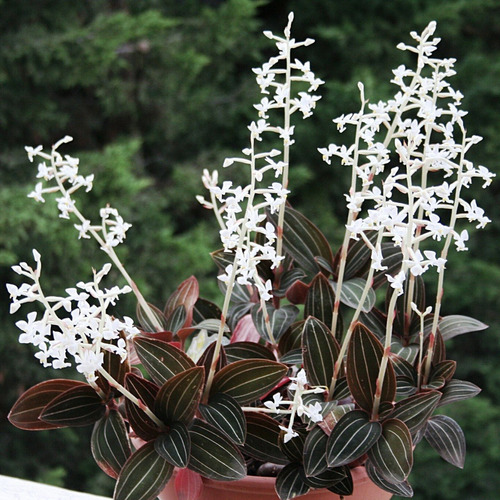 Orquídea Ludisia Discolor (muda Sem Flor) | Parcelamento sem juros