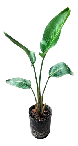 Strelitzia Nicolai - Flor De Pájaro Blanca - Maceta 7 Litros