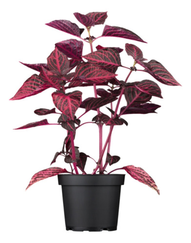 Planta Púrpura - Ideal Jardines - Envíos