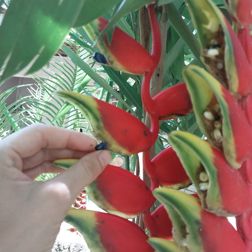 (6) Sementes De Heliconia Rostrata Exótica E Ornamental