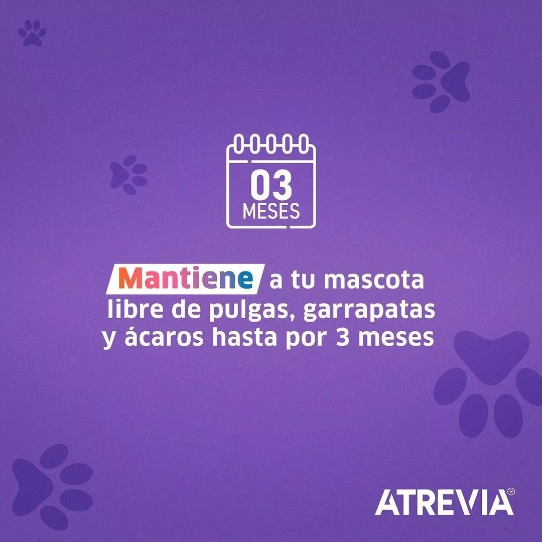 Segunda imagen para búsqueda de arnes para gatos