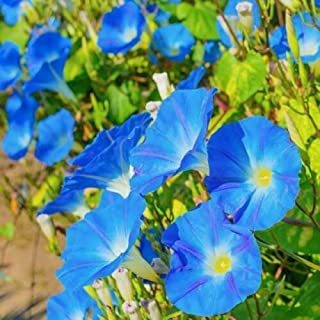 80+ Blue Morning Glory Flores Semillas Escalada Vine Ipomoea
