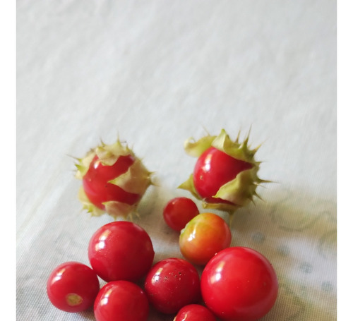 Semillas De Litchi Tomato Solanym Sisymbriifolium Delicia!!!