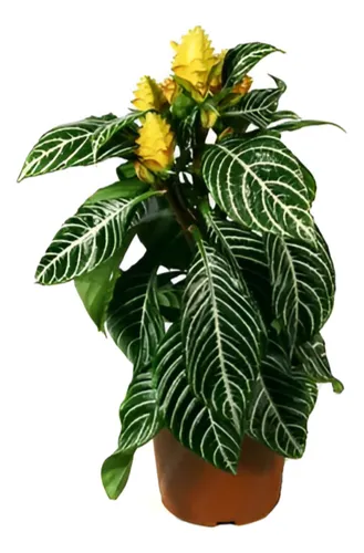 Aphelandra Squarrosa Afelandra S Planta Interior 