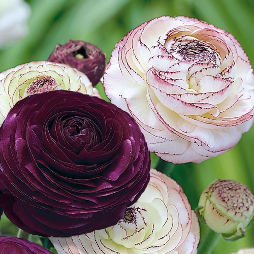 Imagen 4 de 5 de Bulbos De Marimonia Tomer Israel Enanas Flores Gigantes X5 B