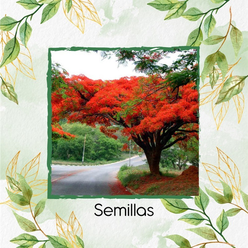 400 Semillas De Árbol Flamboyán 