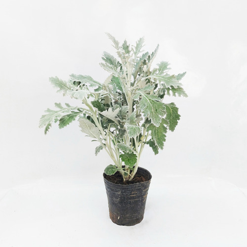 Planta Cineraria Marítima M12 Greenonline Vivero