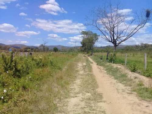 Imagen 19 de 30 de Finca De 440 Has En Cojedes-acarigua. 3 Pozos De Agua, Electricidad.