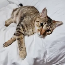 Comprar Gata Atigrada En Adopcion Responsable Marrón Claro