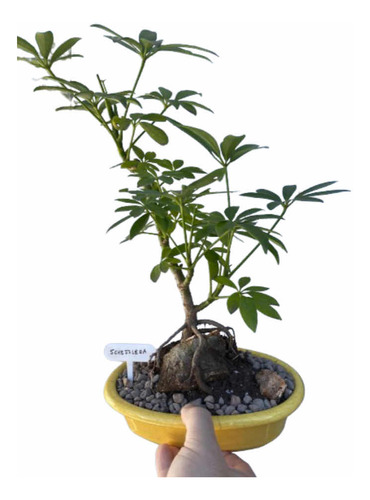 Bonsai De Schefflera