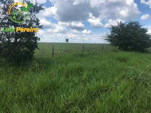 Imagem 4 de 12 de Fazenda À Venda Em Conceição Do Araguaia -pa-4.854.52 Hec. (d. Aptidão) - 2091