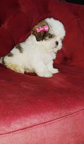 Cachorras Shihtzu 