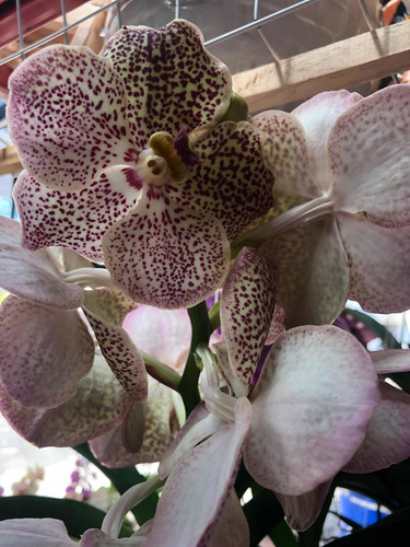 Imagen 4 de 10 de Orquídeas Vanda, Flor Muy Grande , Colores Exóticos A $1,200