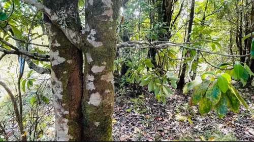 Parcela En Plena Selva Valdiviana