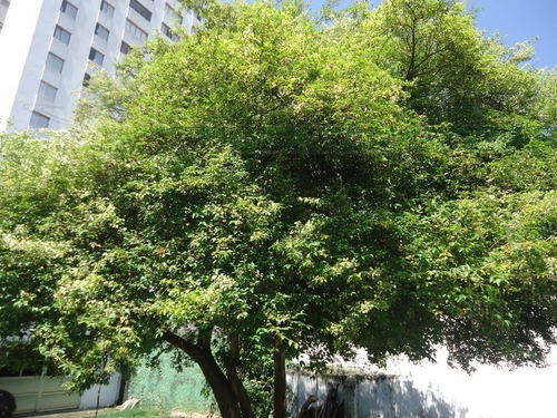 Casa Sobrado Para Venda, 4 Dormitório(s), 320.0m² - 4769
