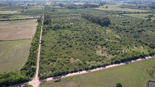 Imagen 15 de 17 de 15 Has En Ingreso A Colón Entre Ríos