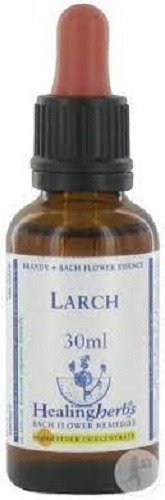 Larch 30ml - Estoque - Healing Herbs