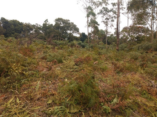 Imagem 1 de 12 de Chácara 1000 Mts Em Ibiúna