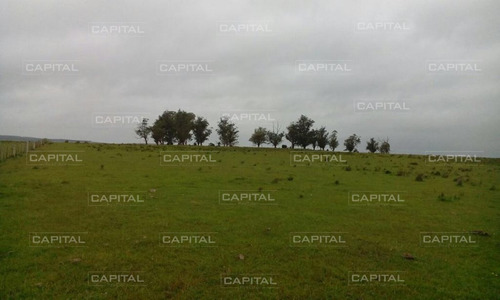 Excelente Campo De 91 Hectáreas En Venta - Lavalleja-ref:29054