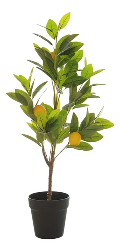Planta Ciprés Limón Para Que Sirve