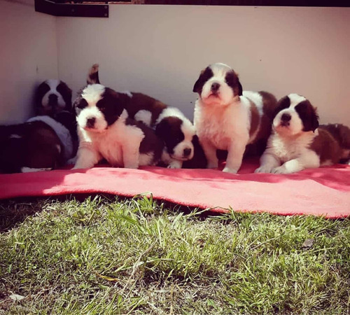 Cachorros San Bernardos 100% Puros