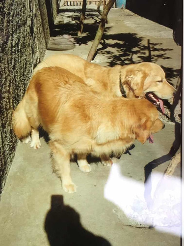 Filhotes Golden Retriever Pedigree E Microship Imediato