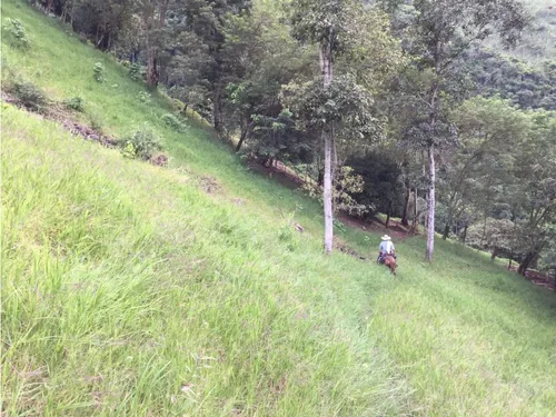 Venta Finca Productiva 132 Hectáreas Entre Pácora Y Salamina, Caldas